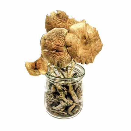 Golden Teacher Magic Mushrooms: A Comprehensive Guide