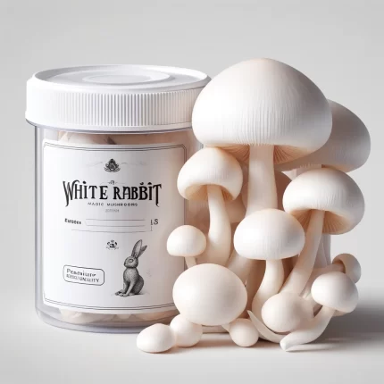 Purchase top-quality White Rabbit Magic Mushrooms from The Chemist’s Shop. Our mushrooms offer unmatched purity and powerful effects. Order now for discreet delivery and exceptional customer service.